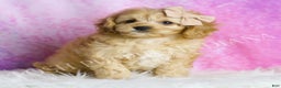 Cavapoo dogs for sale: Charlie - Ad 1