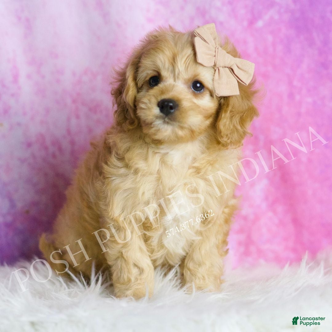 Cavapoo dogs for sale: Charlie - Ad 1