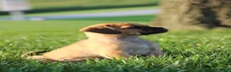 Puggle dogs for sale: Liberty - Ad 3