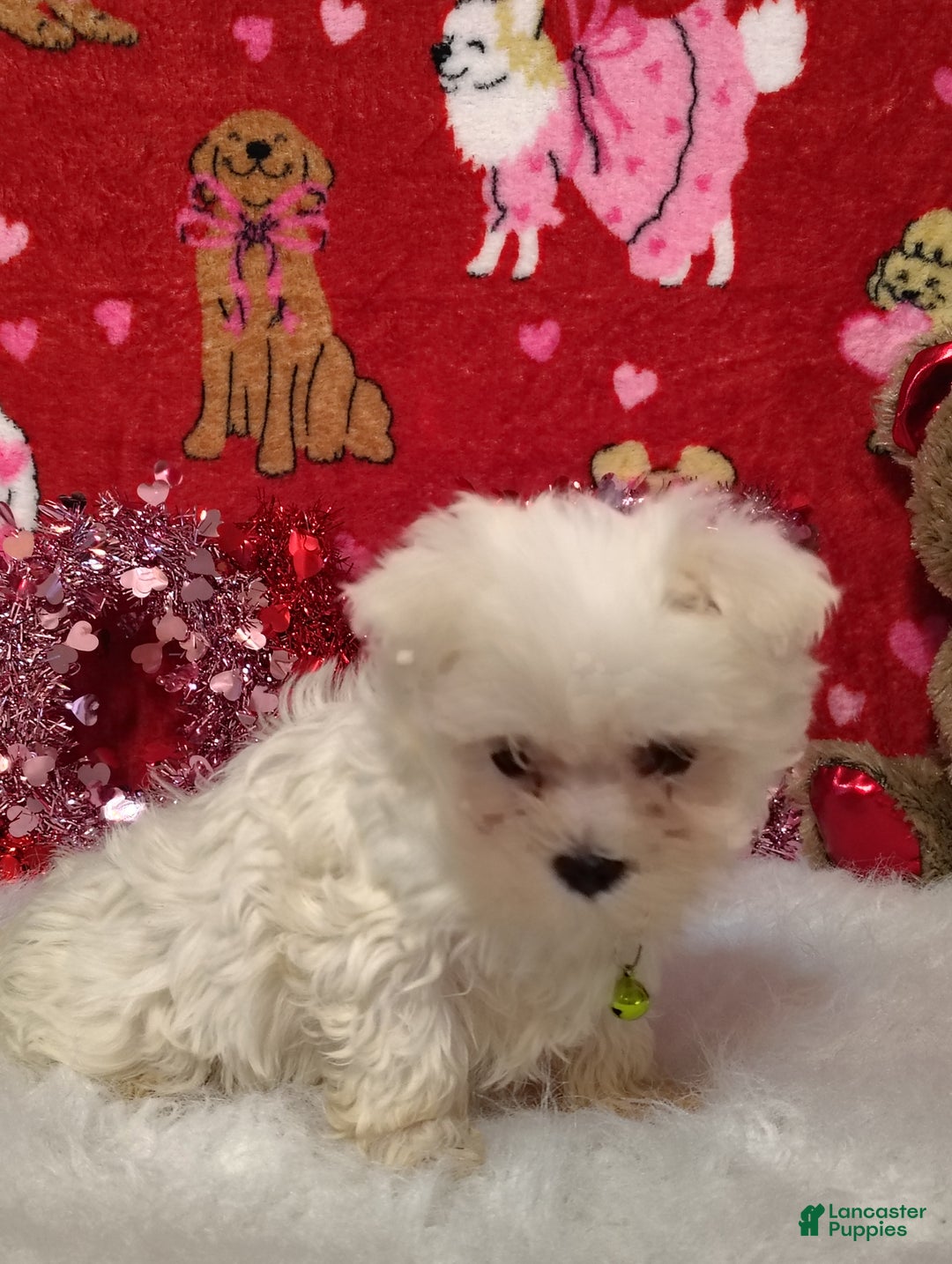 Maltese dogs for sale: Noah - green - Ad 4