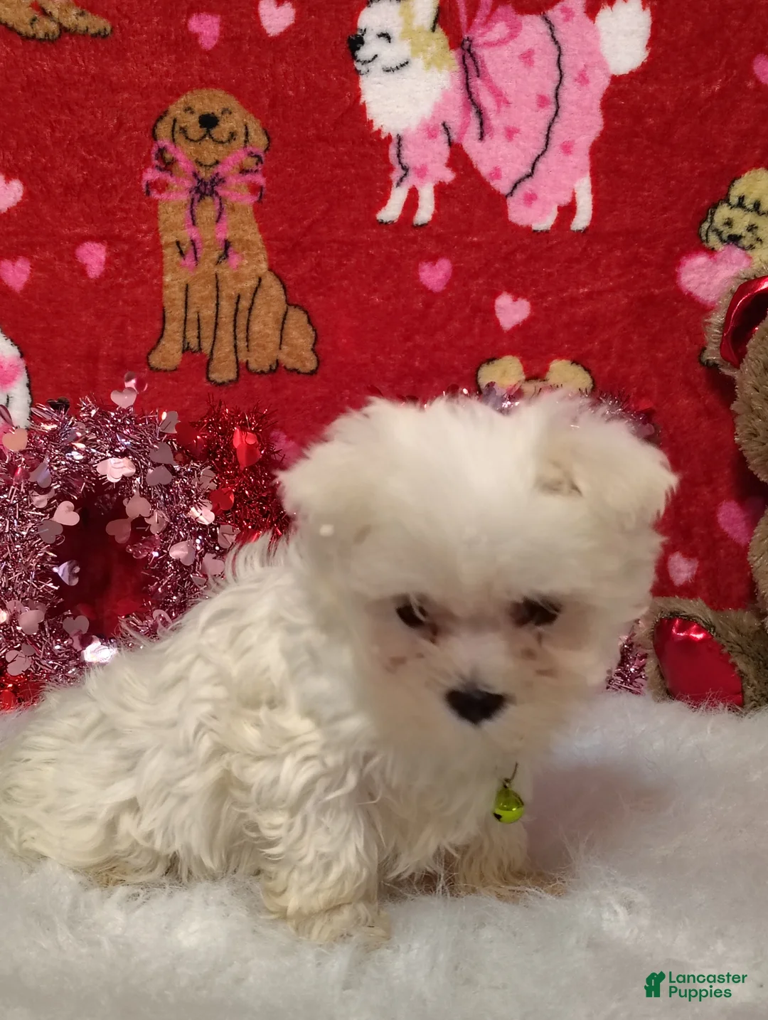 Maltese dogs for sale: Noah - green - Ad 4
