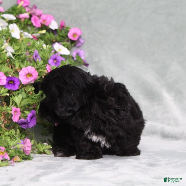 Teddy Bear dogs BJs Eliza - Ad 2