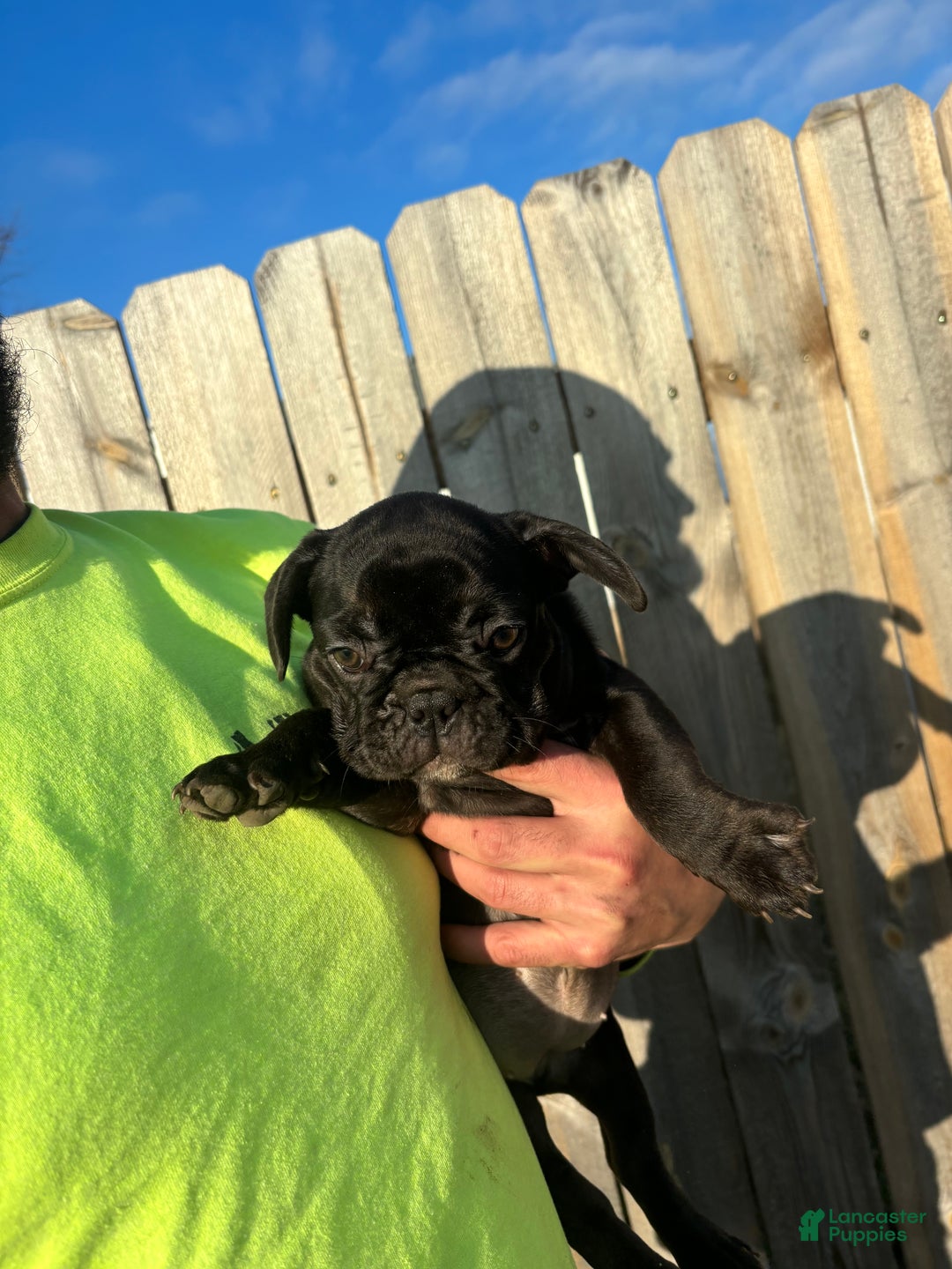 French Bulldog dogs for sale: French Bulldog Puppy 5 - Ad 3
