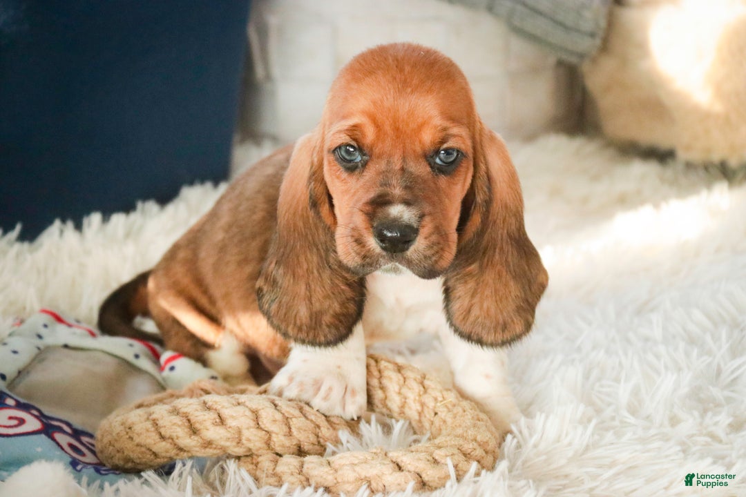 Basset Hound dogs for sale: Armando - Ad 2