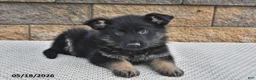 German Shepherd dogs for sale: Ollie - Ad 4