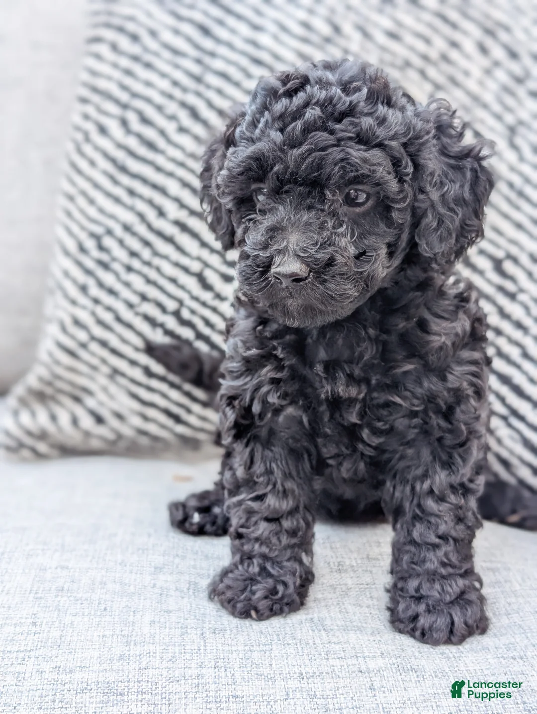 Miniature Poodle dogs for sale: Jack - Ad 1