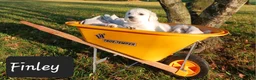 Golden Retriever dogs for sale: Finley  - Ad 3