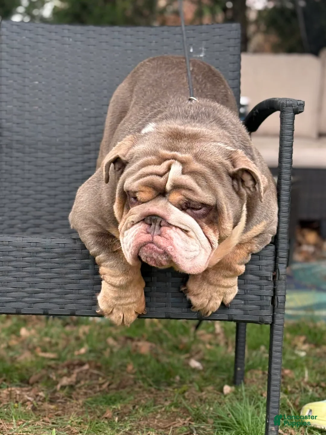 English Bulldog dogs for stud: Rocco  - Ad 2