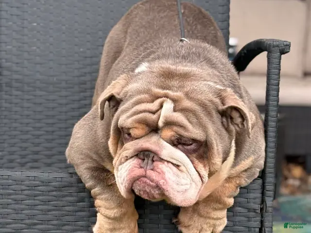 English Bulldog dogs for stud: Rocco - Ad 2