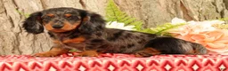 Miniature Dachshund dogs for sale: Tiny - Ad 5