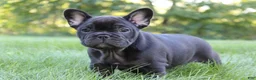 French Bulldog dogs for sale: Bramble - Ad 1
