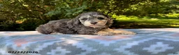 Miniature Poodle dogs for sale: Shiloh - Ad 2