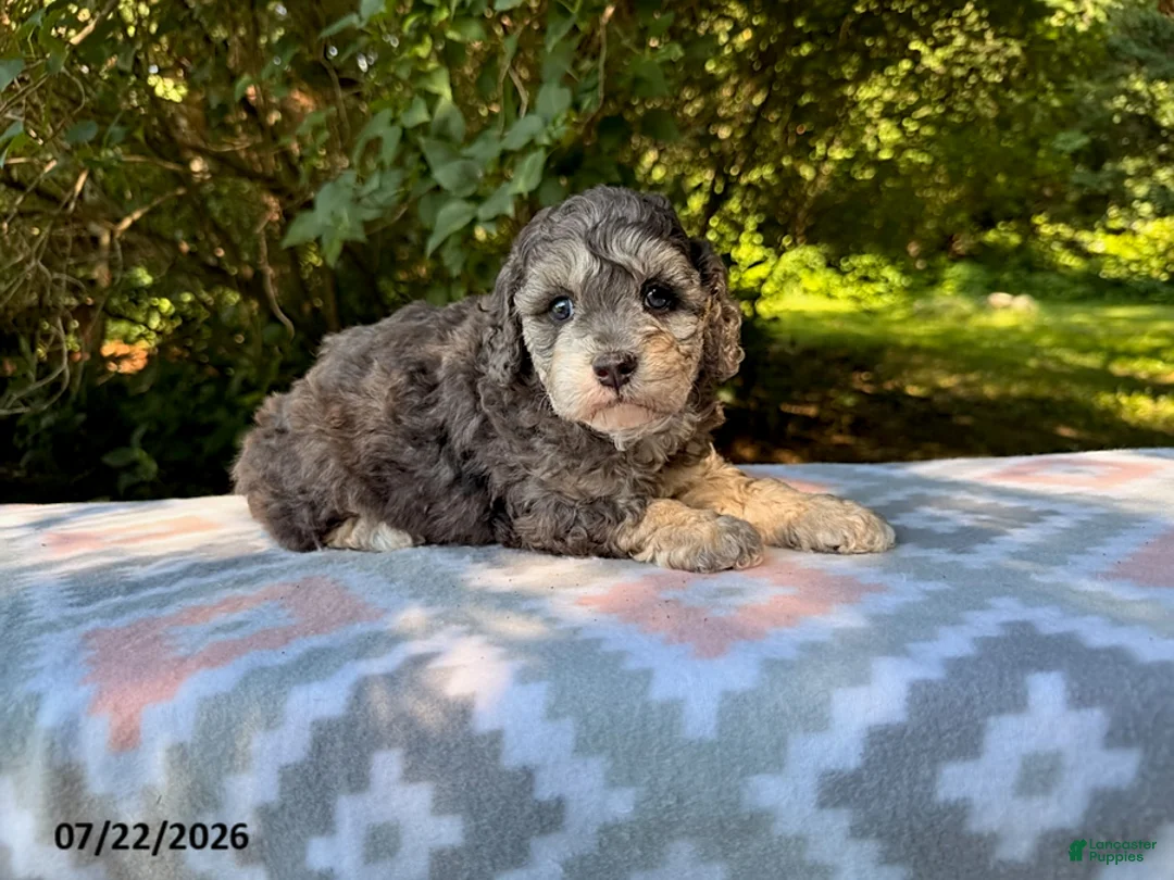 Miniature Poodle dogs for sale: Shiloh - Ad 2