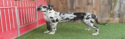 Great Dane dogs for sale: Faith - Ad 2