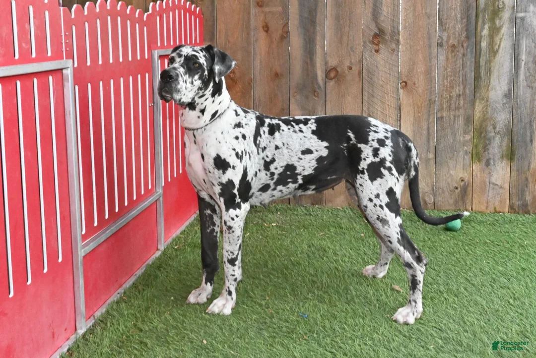 Great Dane dogs for sale: Faith - Ad 2