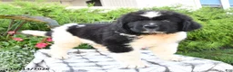 Newfoundland dogs for sale: Maritime - Ad 2
