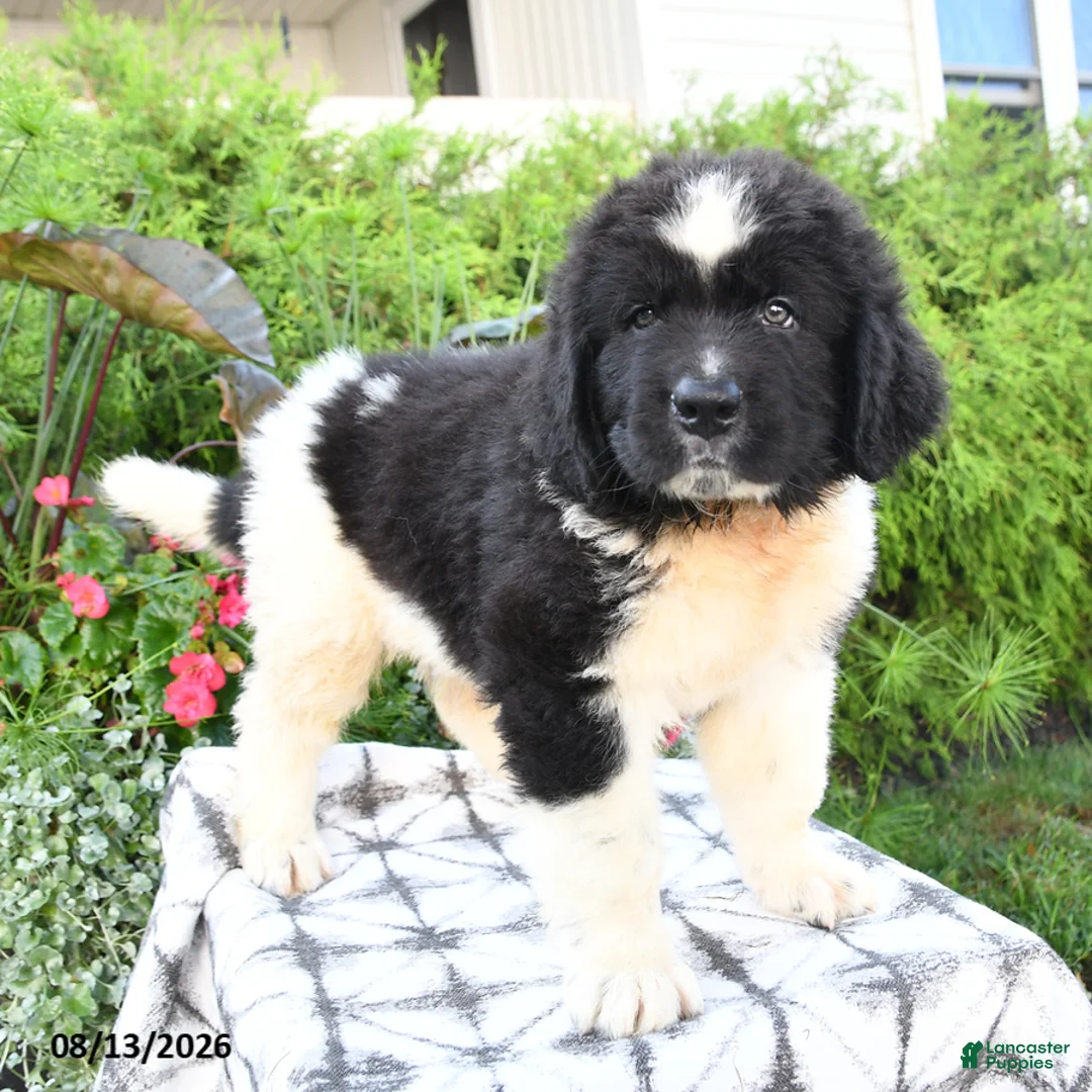 Newfoundland dogs for sale: Maritime - Ad 2