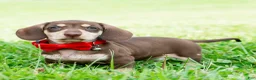 Miniature Dachshund dogs for sale: Theodore - Ad 3