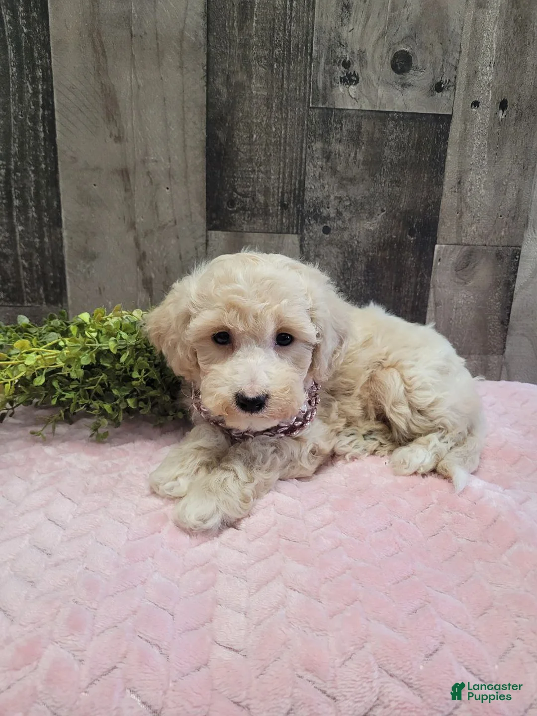 Bichpoo dogs for sale: Sugar - Ad 7