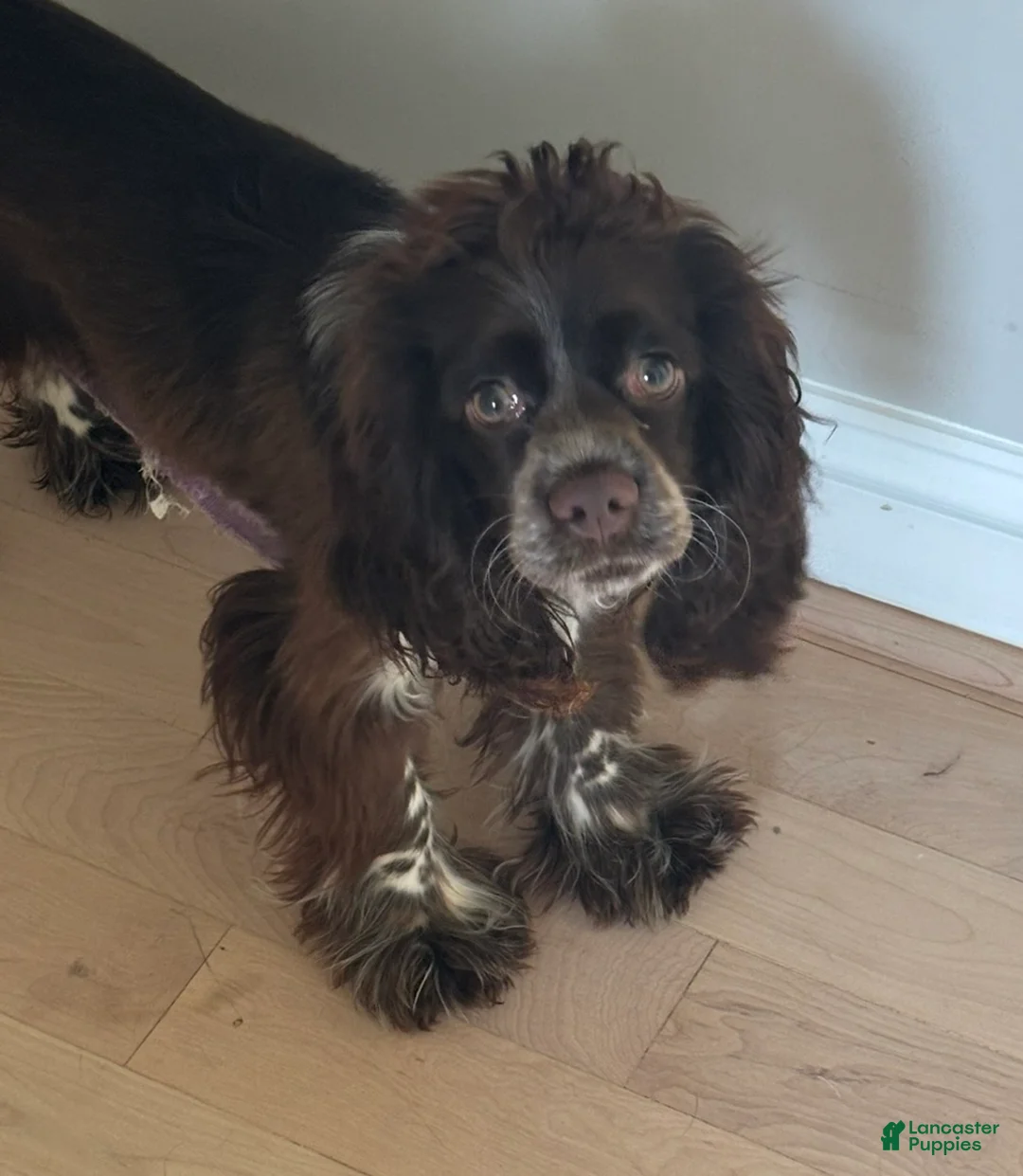 English Cocker Spaniel dogs for sale: English Cocker Spaniel Puppy - Coco 🐾 - Ad 2