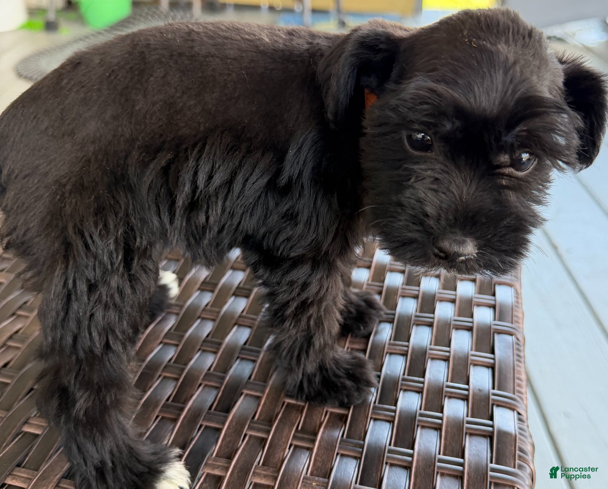 Miniature Schnauzer dogs Friday - Ad 36
