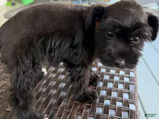 Miniature Schnauzer dogs Friday - Ad 36