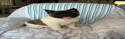 Akita dogs for sale: George - Ad 3