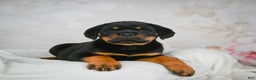 Rottweiler dogs for sale: Kara - Ad 1