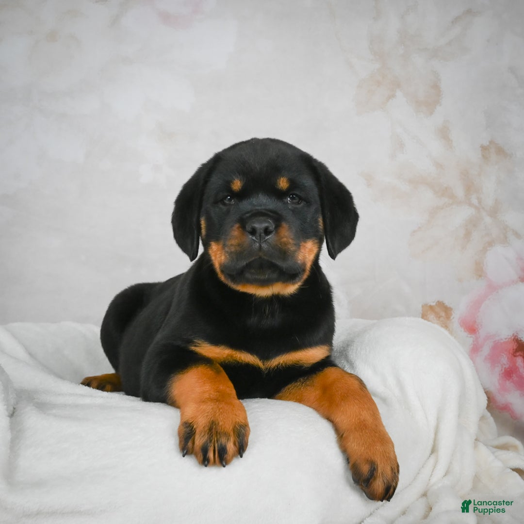 Rottweiler dogs for sale: Kara - Ad 1