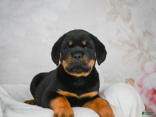 Rottweiler dogs Kara - Ad 17
