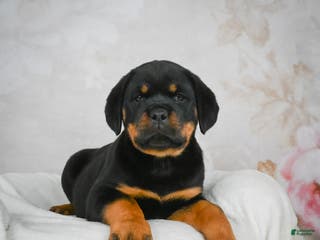 Rottweiler dogs Kara - Ad 8