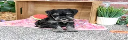 Miniature Schnauzer dogs for sale: Tina - Ad 2