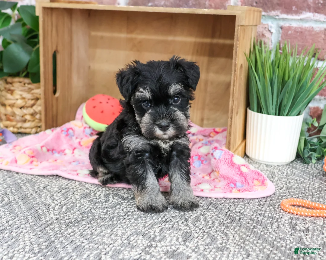 Miniature Schnauzer dogs for sale: Tina - Ad 2