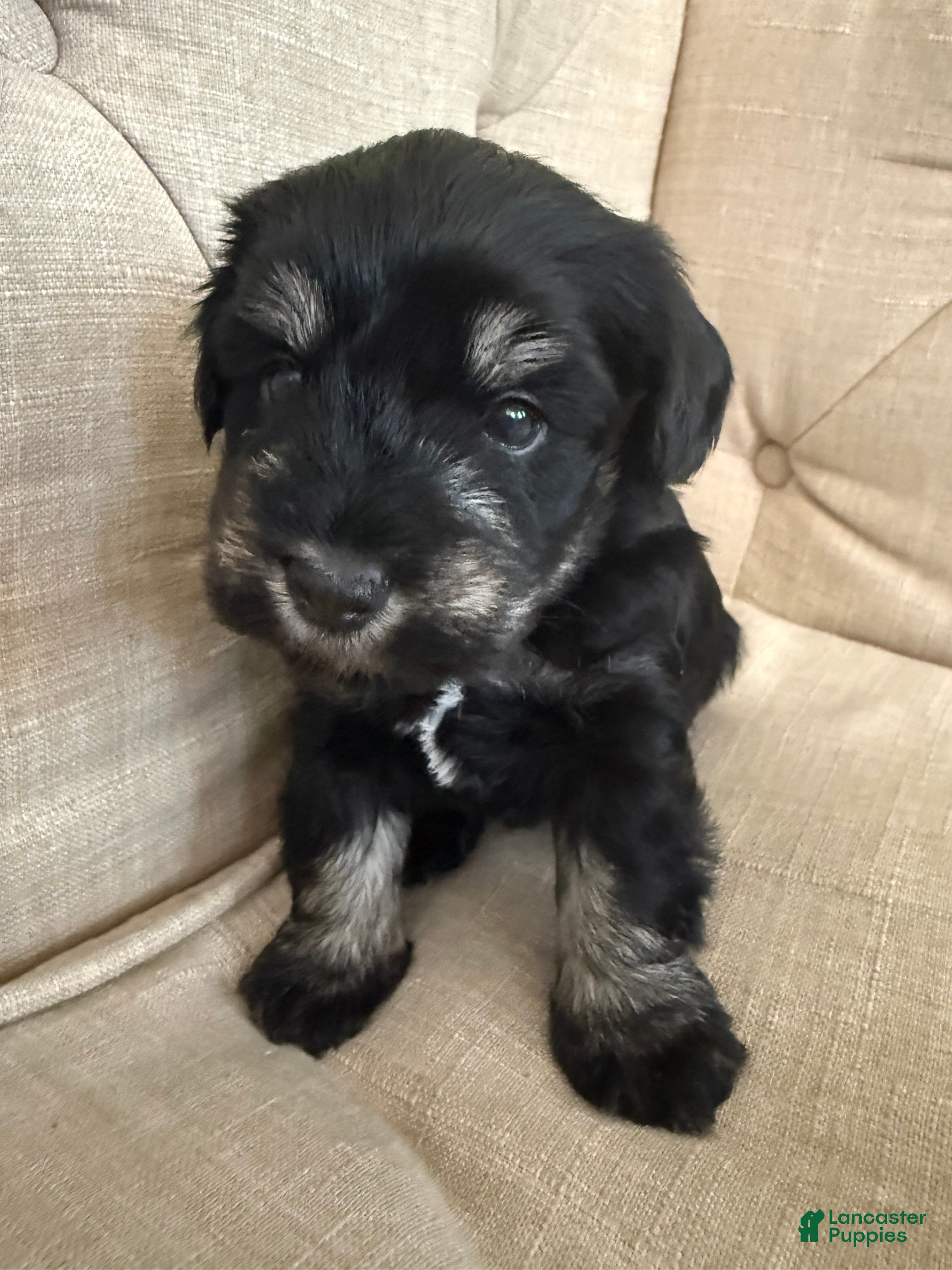 Miniature Schnauzer (Miniature Schnauzer, Male) in Concord, NC