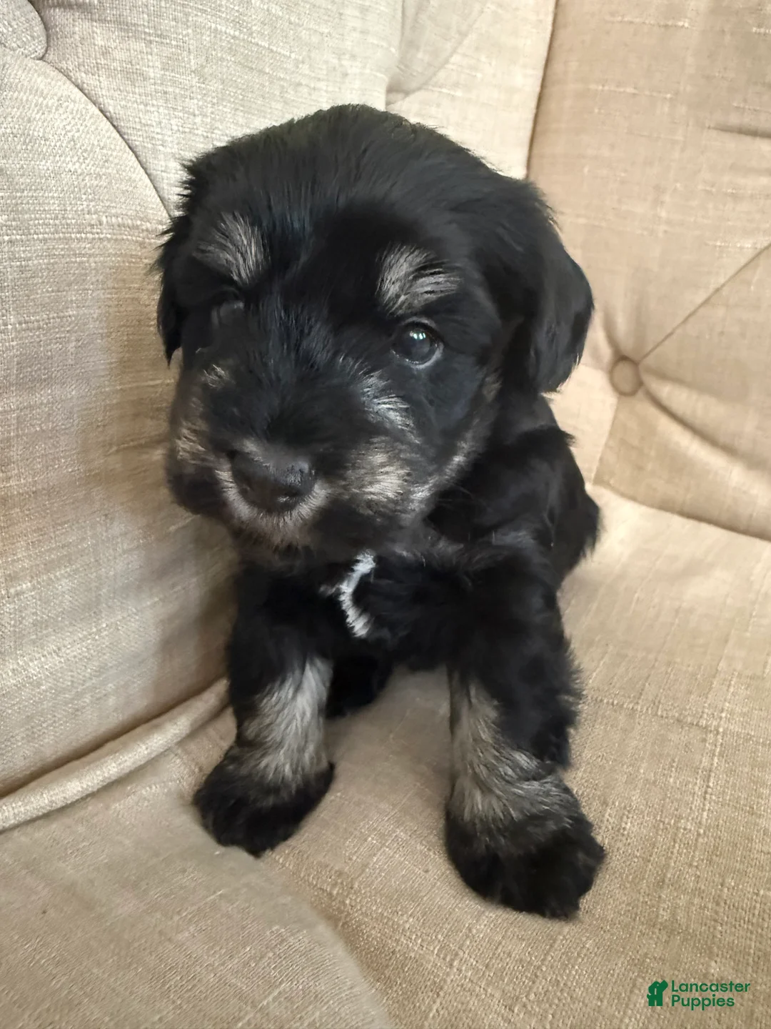 Miniature Schnauzer dogs for sale: Miniature Schnauzer 2 - Ad 1