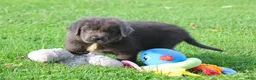 Newfoundland dogs for sale: Durango - Ad 2