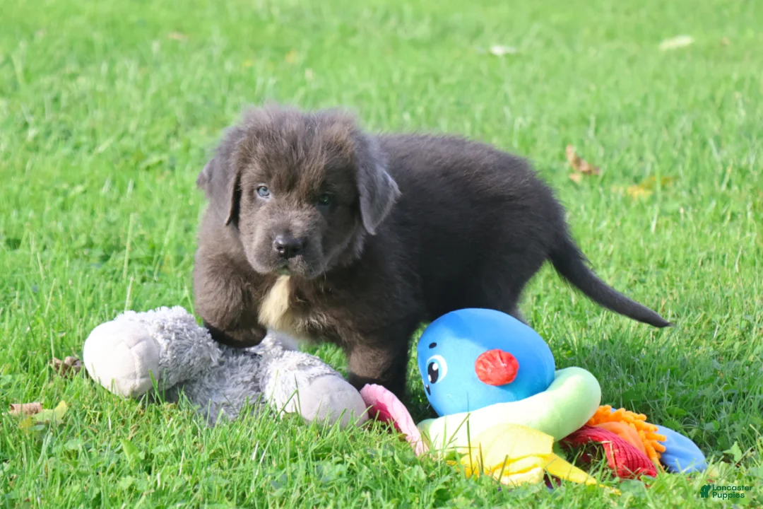 Newfoundland dogs for sale: Durango - Ad 2