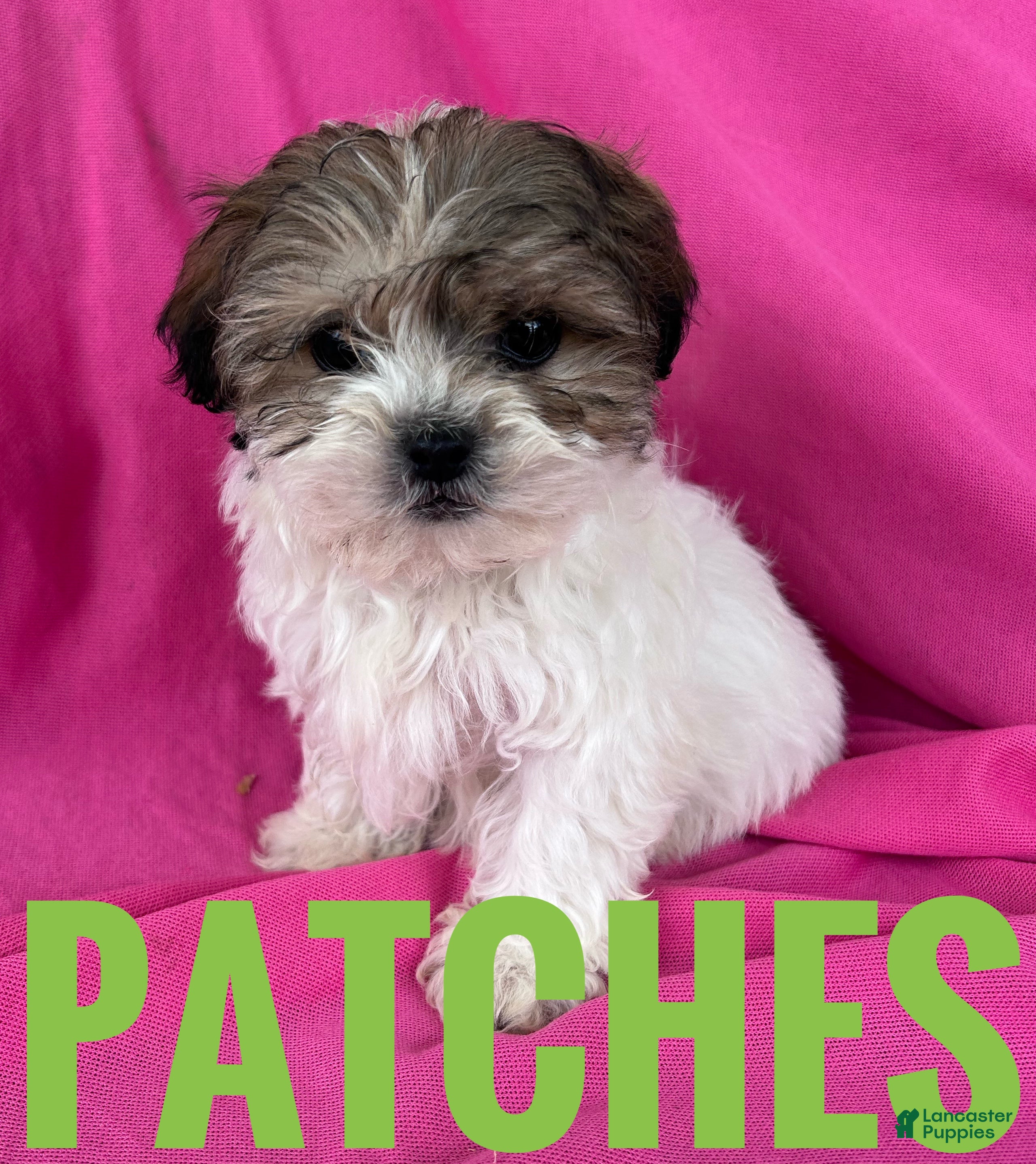 Shihpoo dogs PATCHES - Ad 1