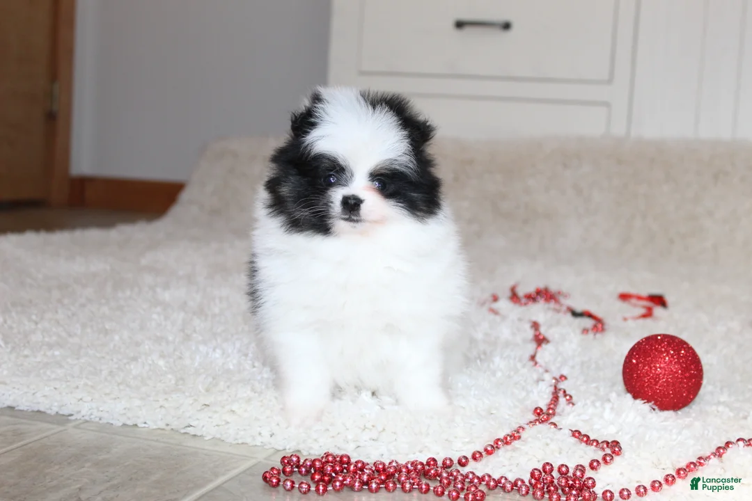 Pomeranian dogs for sale: Dax - Ad 10