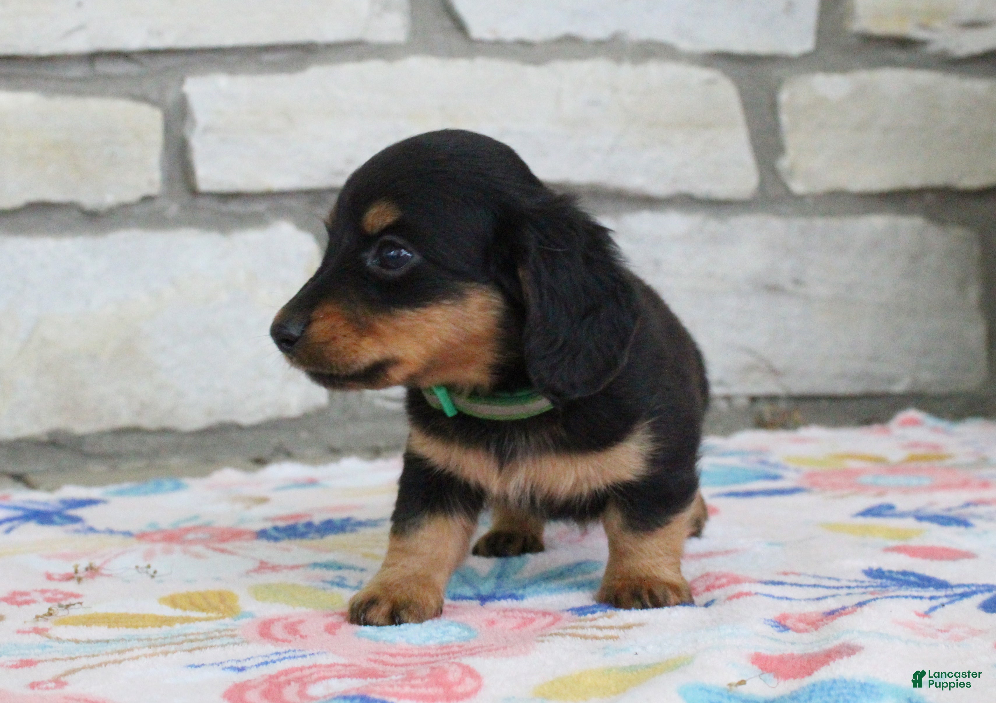 Miniature Dachshund dogs Asher - Ad 2