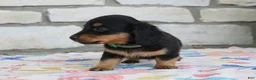 Miniature Dachshund dogs for sale: Asher - Ad 2