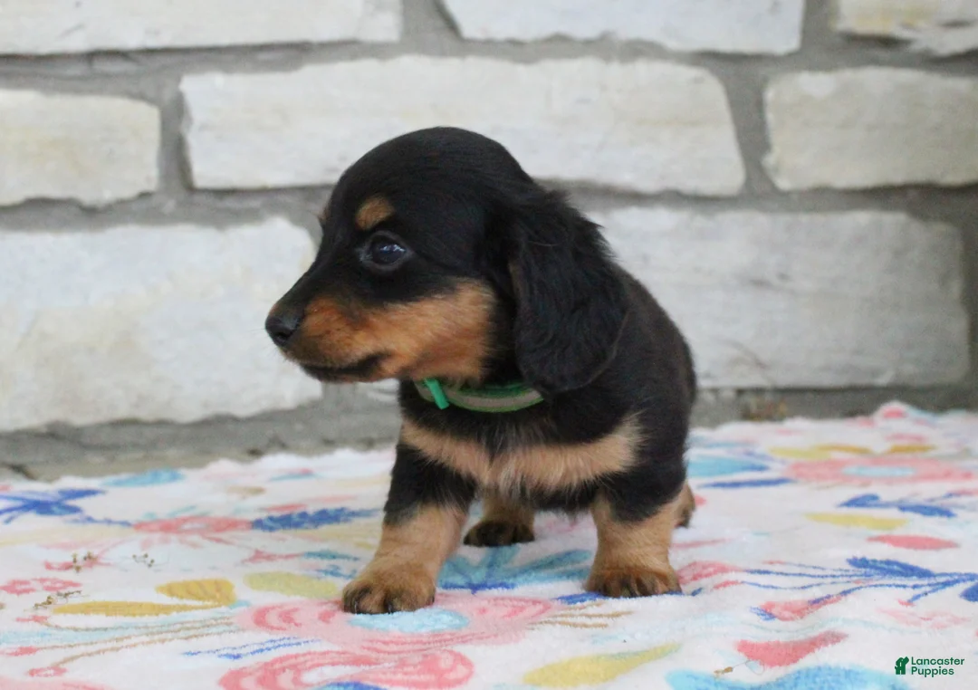 Miniature Dachshund dogs for sale: Asher - Ad 2