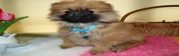 Pomeranian dogs for sale: Pomeranian Puppy 3 Celeste - Ad 2