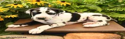 Great Dane dogs for sale: Lance - Ad 3