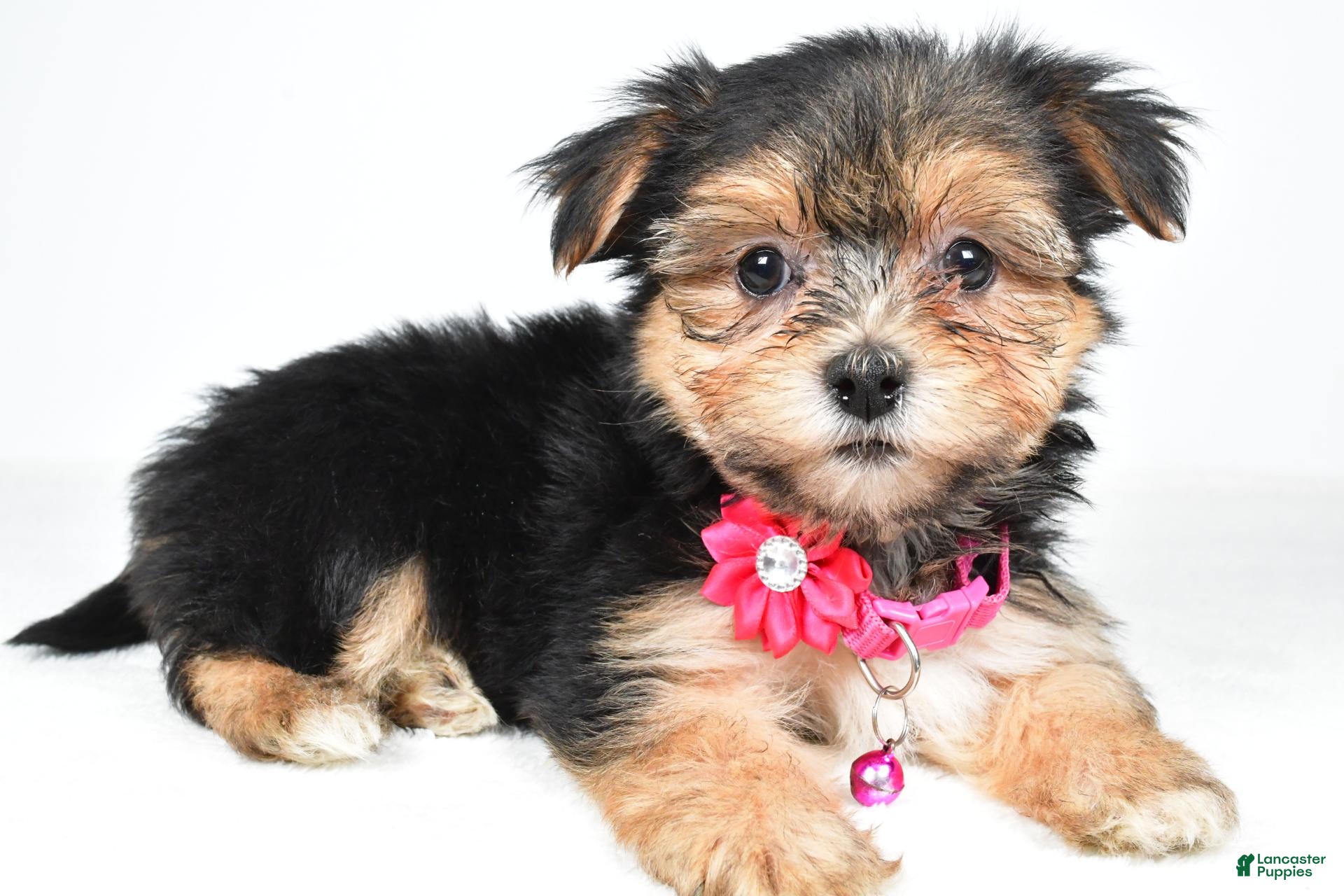 Morkie dogs Vicky - Ad 2