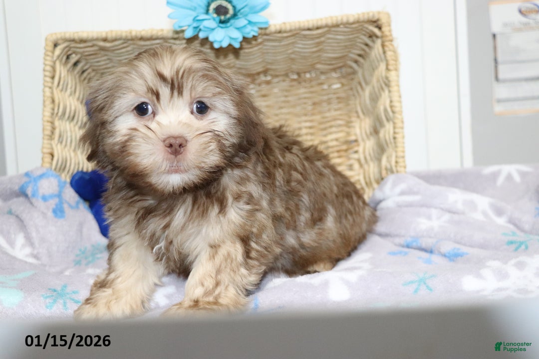 Shorkie dogs for sale: Andy - Ad 3