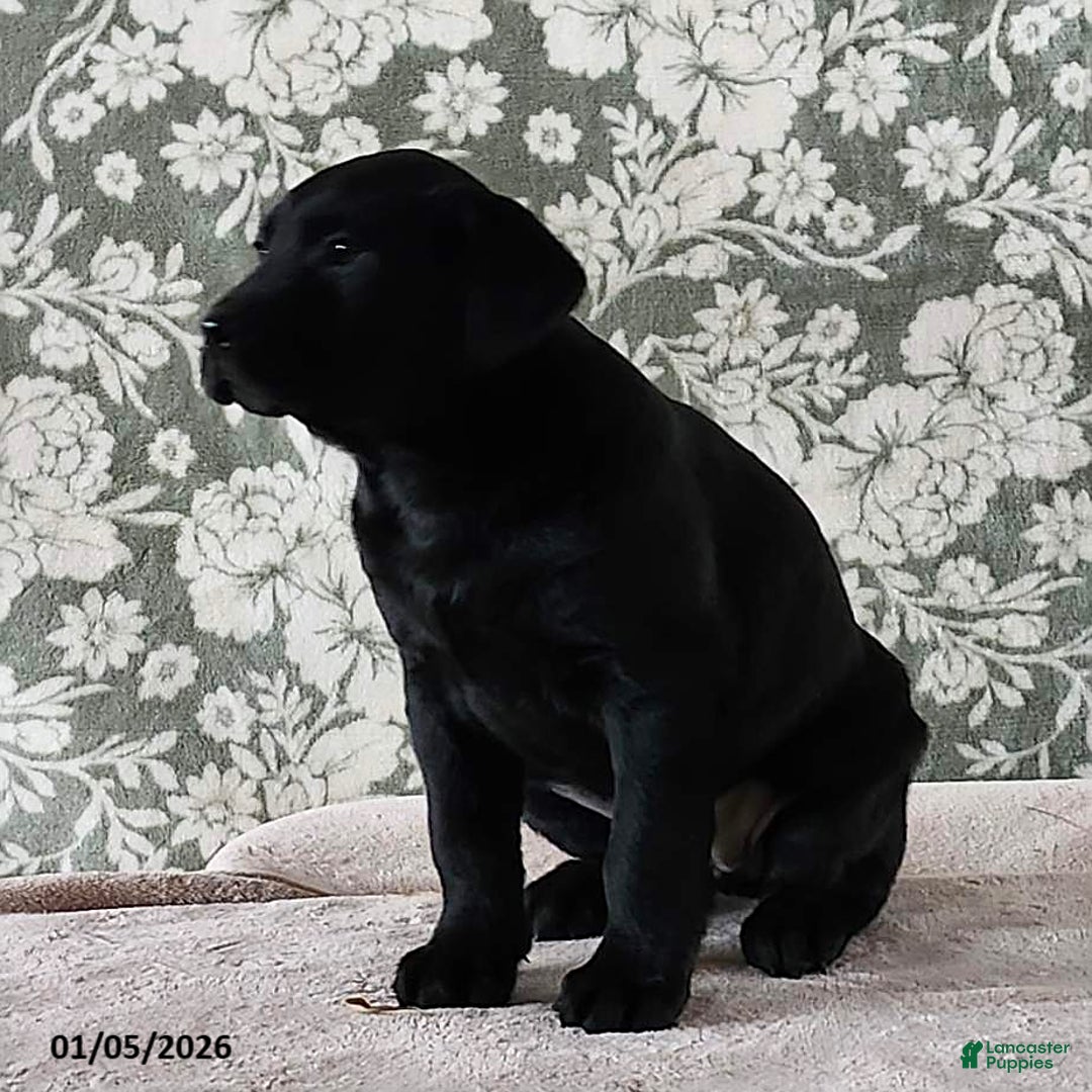 Labrador Retriever dogs for sale: Sheila - Ad 3