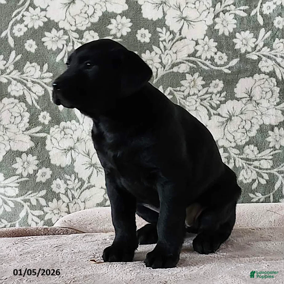 Labrador Retriever dogs for sale: Sheila - Ad 5