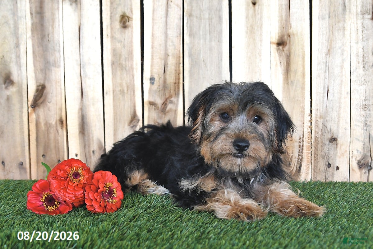 Yorkshire Terrier dogs for sale: Bentley - Ad 2