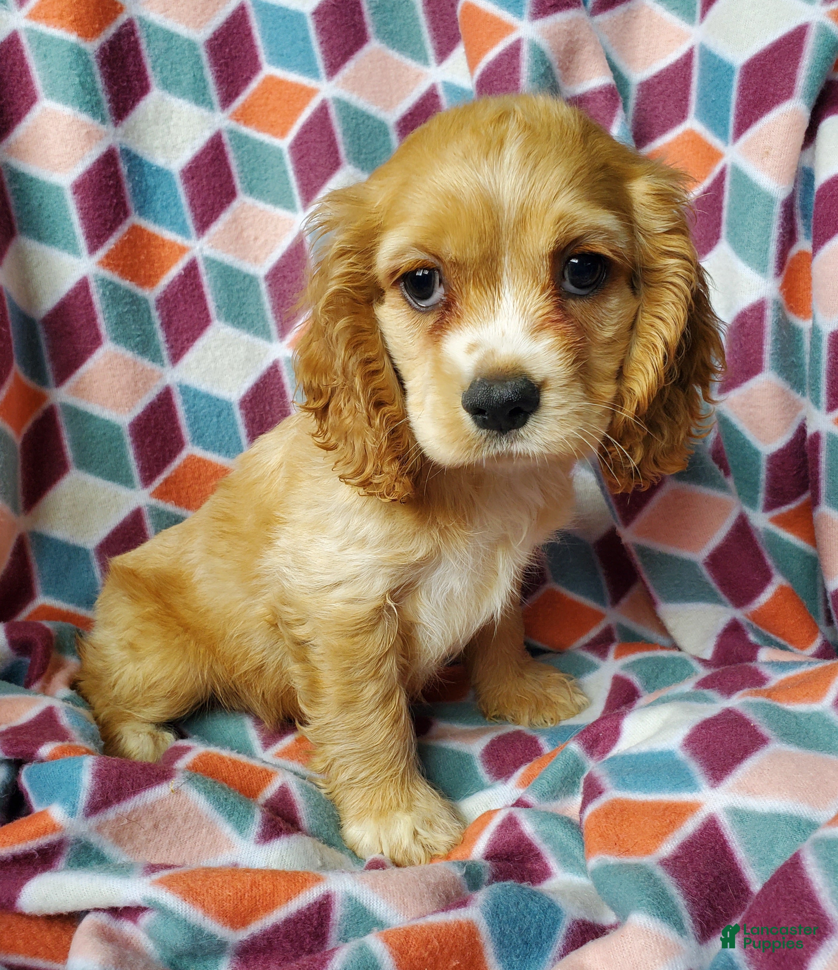 Cocker Spaniel dogs Cooper - Ad 1